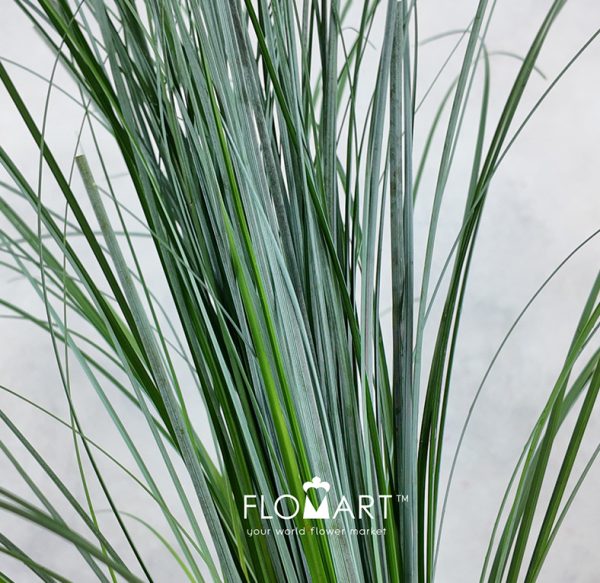 Beargrass