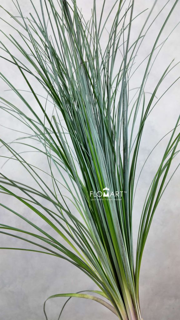 Beargrass
