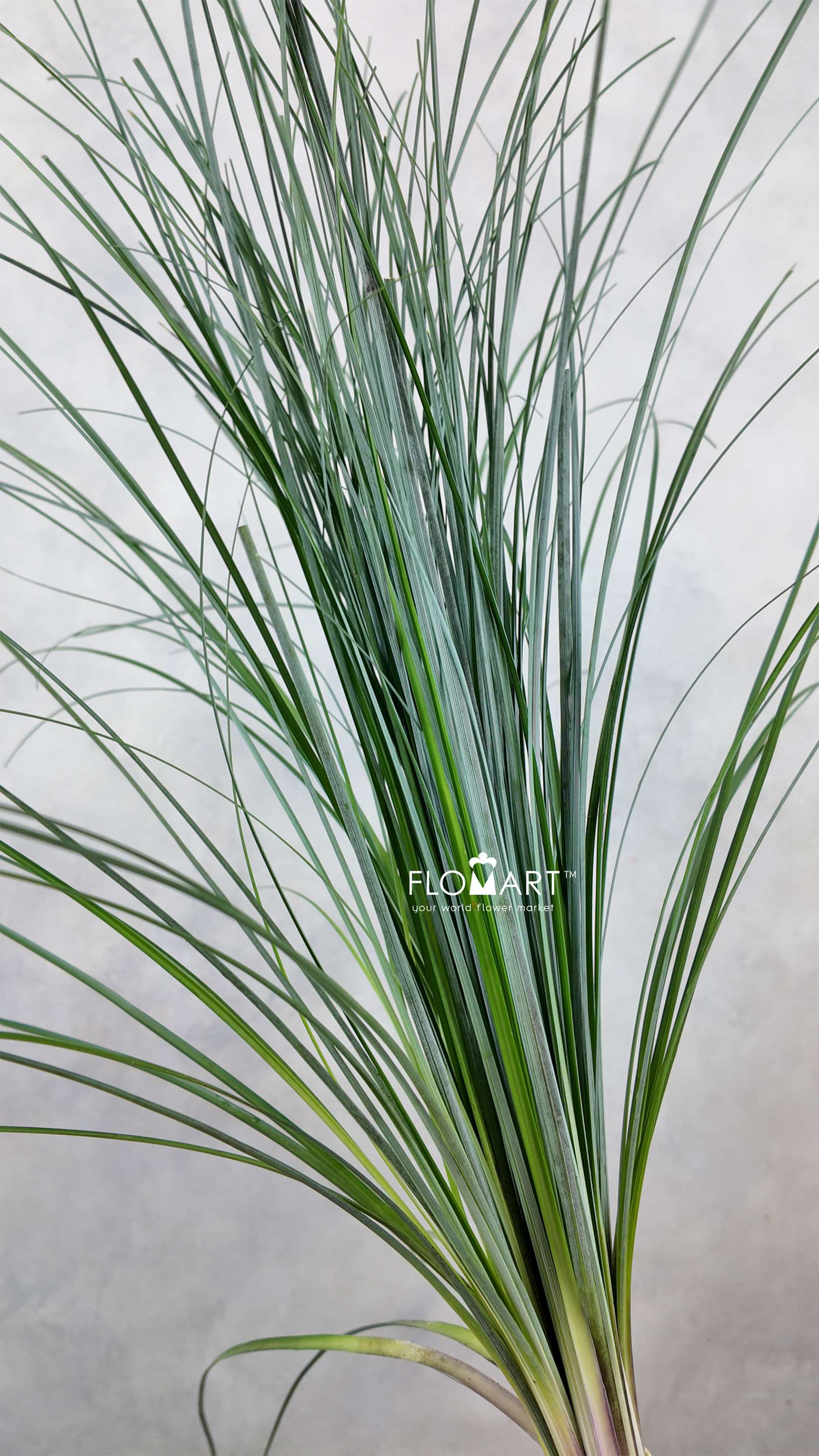 Beargrass - Image 1