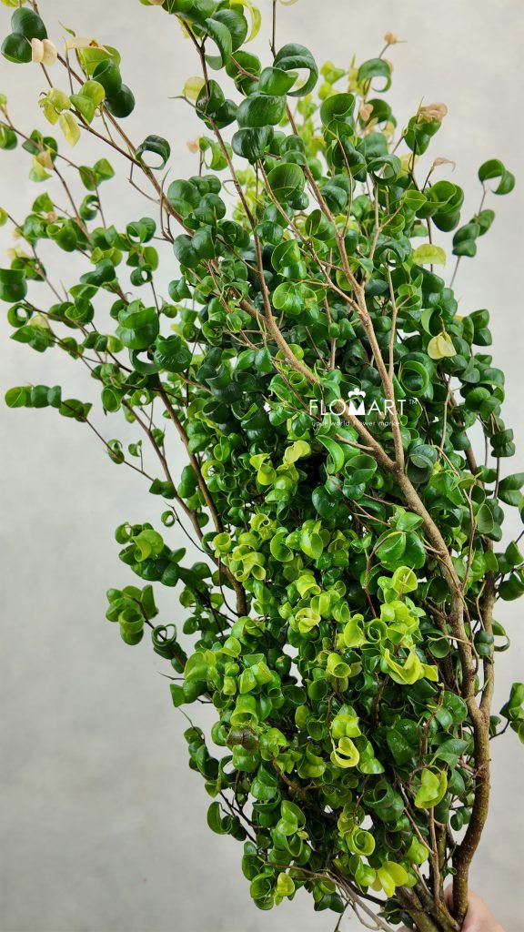 Benjamin Barok Leaf