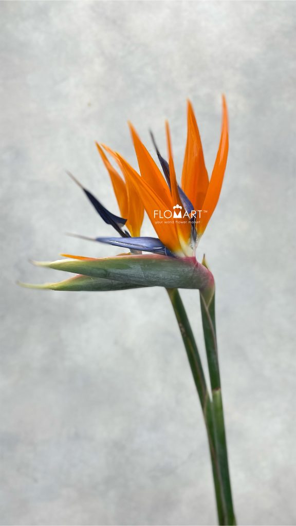 Bird of Paradise