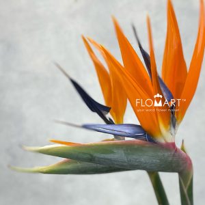 Bird of Paradise