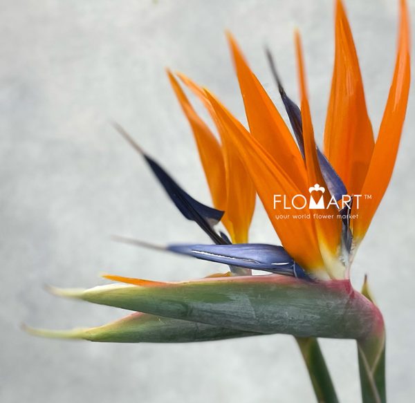 Bird of Paradise