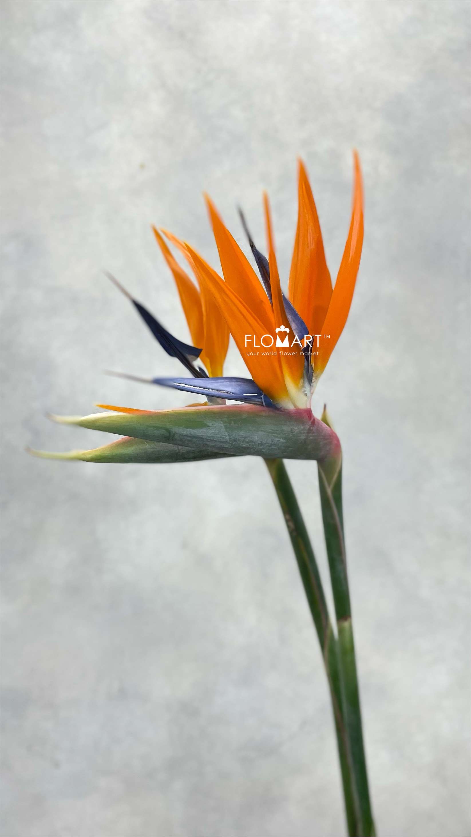 Bird of Paradise - Image 1