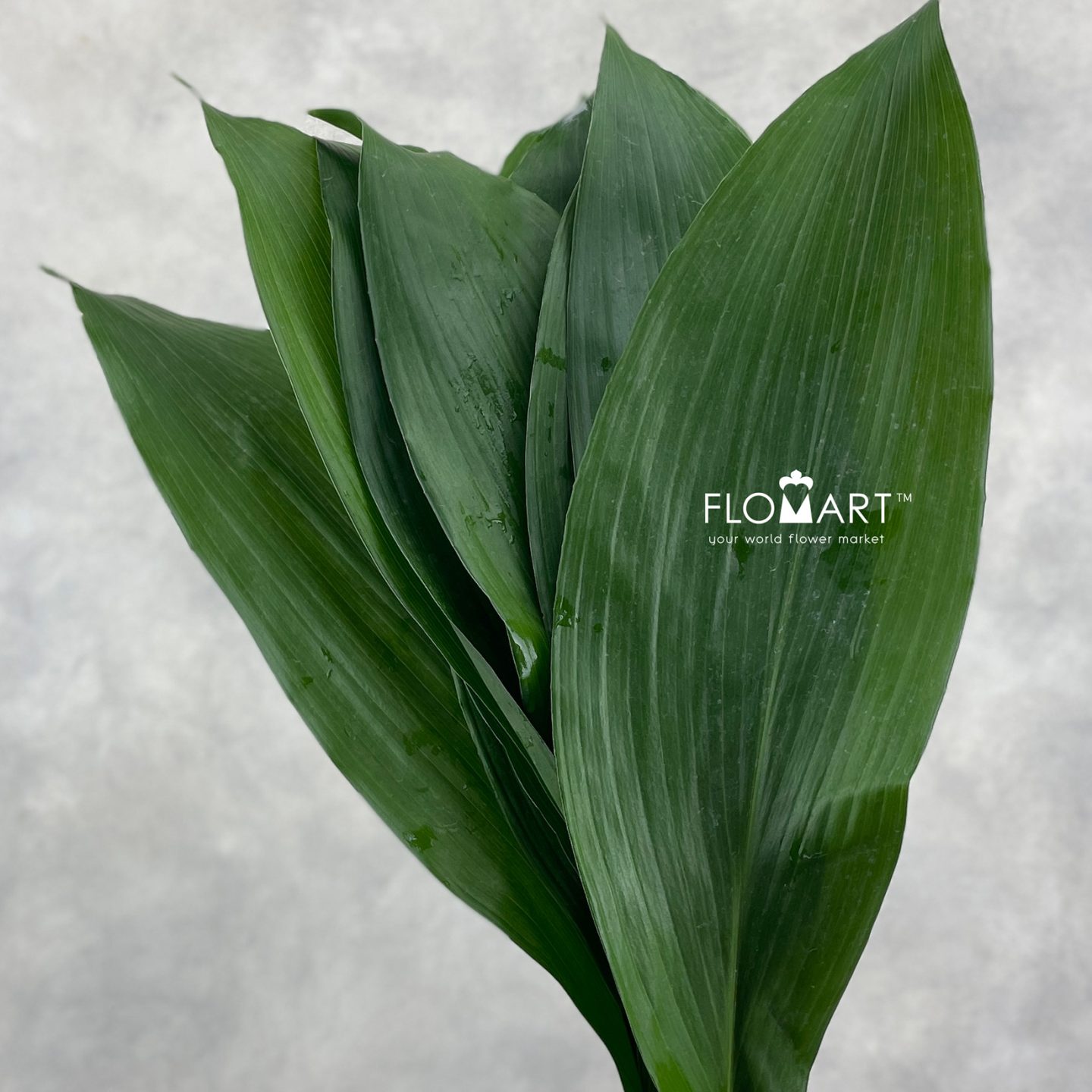 Blad Aspidistra