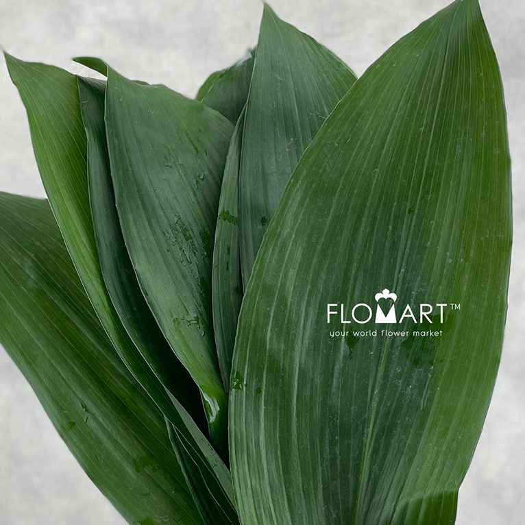 Blad Aspidistra