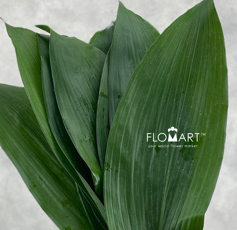 Blad Aspidistra