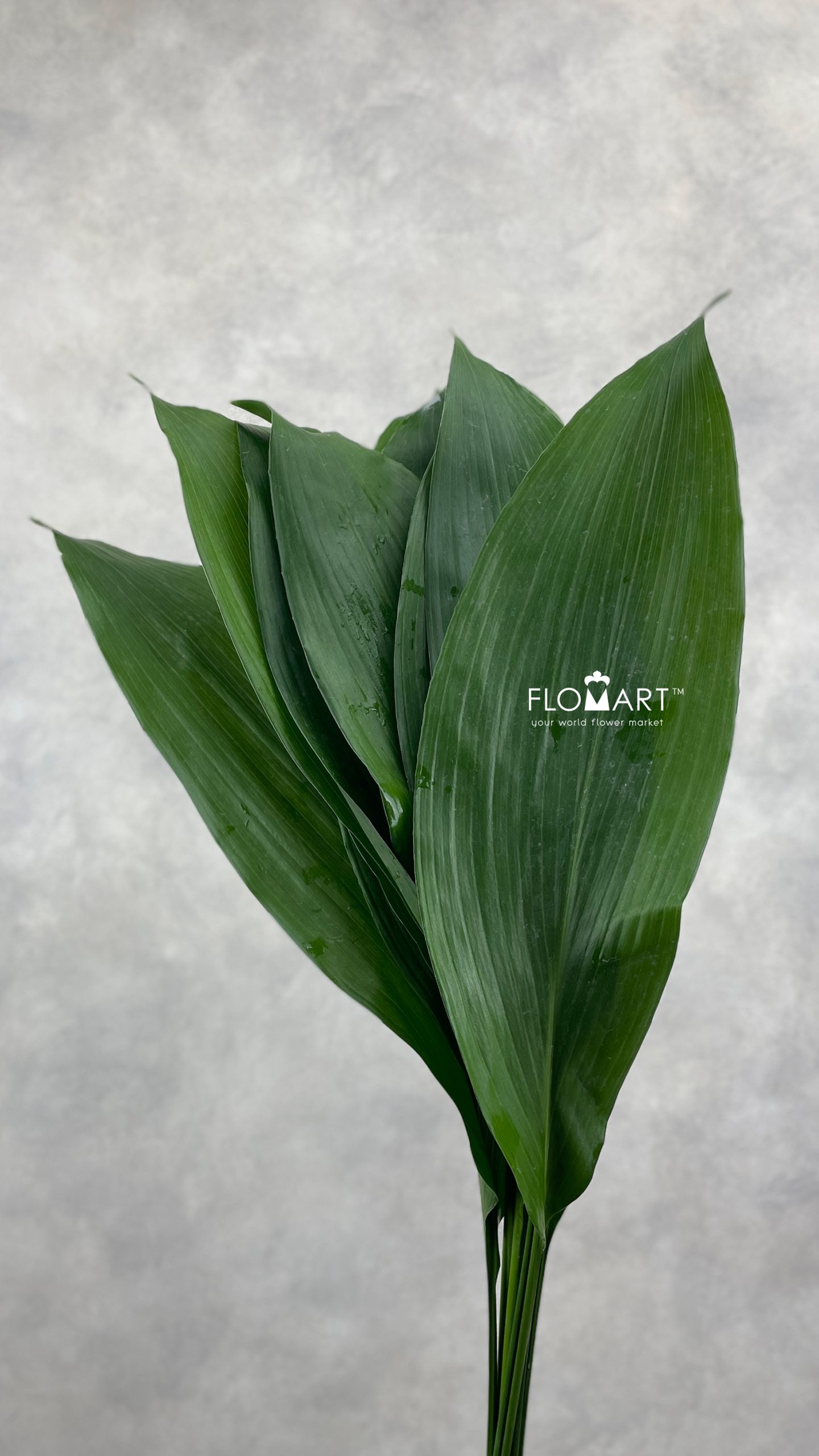 Blad Aspidistra