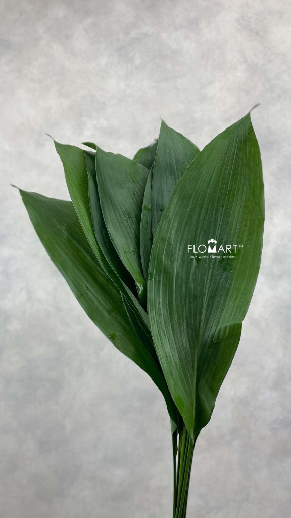Blad Aspidistra