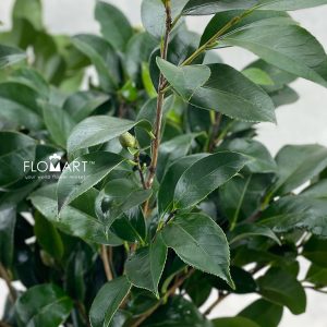 Blad Camelia