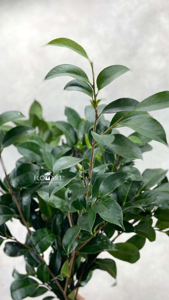 Blad Camelia