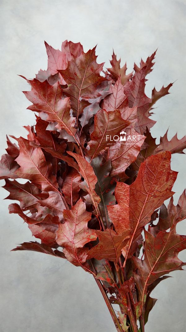 Blad Eik Paint Red