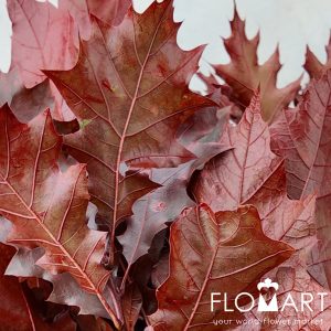 Blad Eik Paint Red