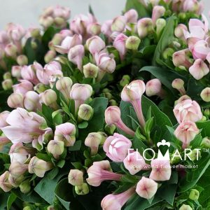 Bouvardia du Diamond Princie