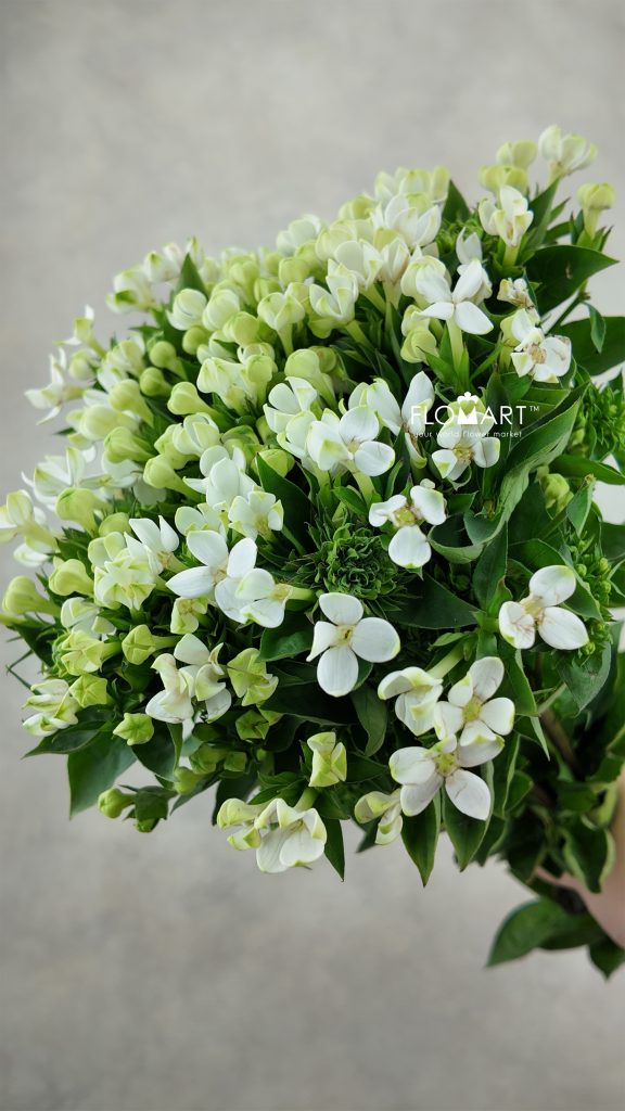 Bouvardia en White Verde