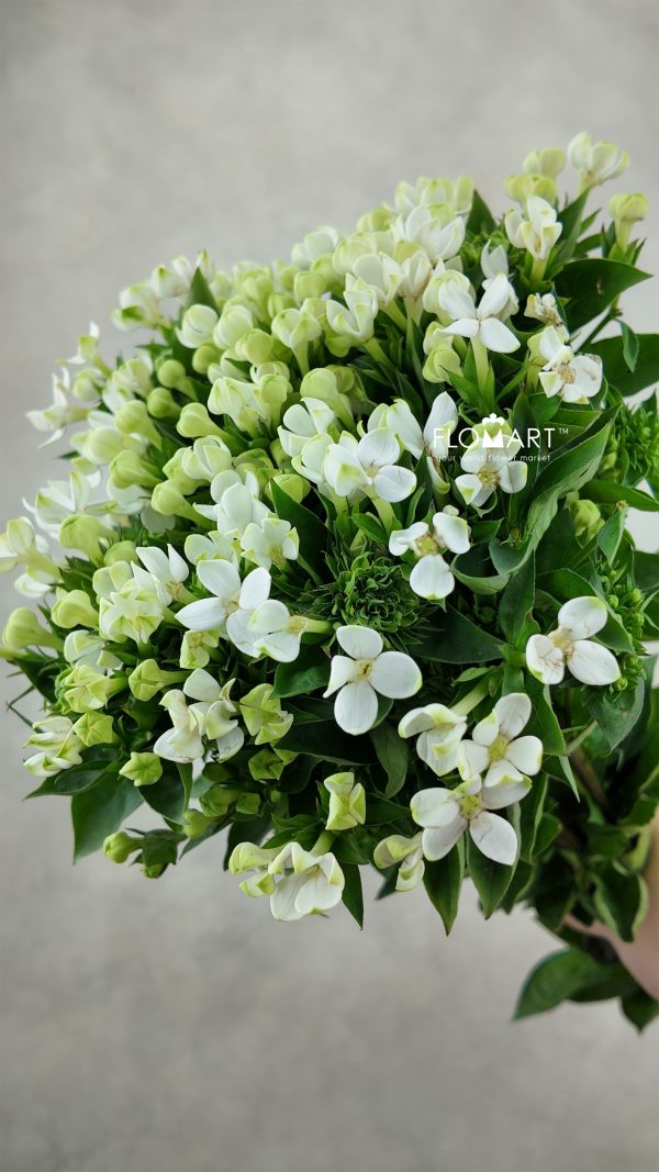 Bouvardia en White Verde