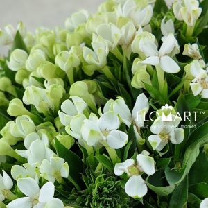 Bouvardia en White Verde