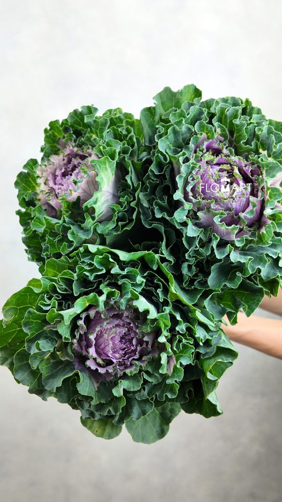 Brassica China Lace Purple