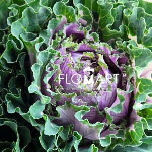 Brassica China Lace Purple