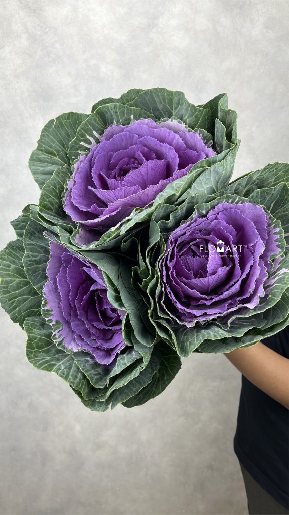 Brassica Purple