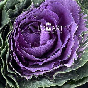 Brassica Purple