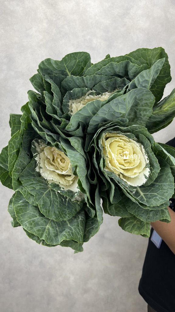 Brassica White