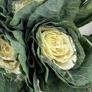 Brassica White