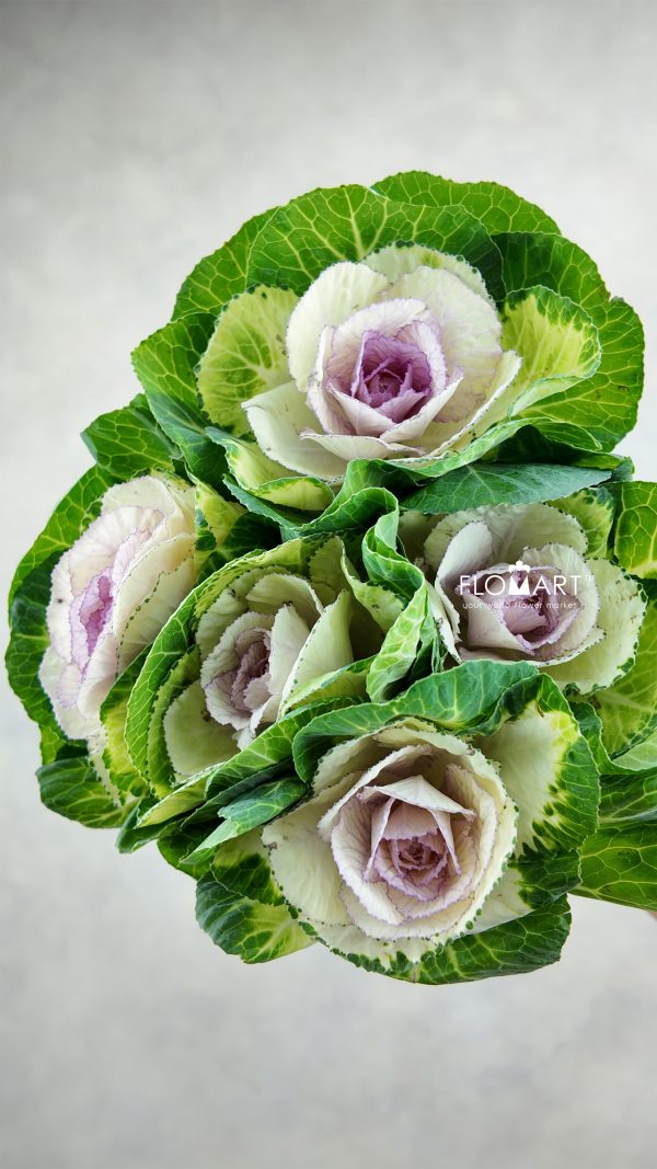 Brassica Crane Bicolour