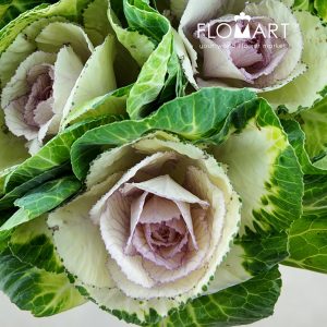 Brassica Crane Bicolour