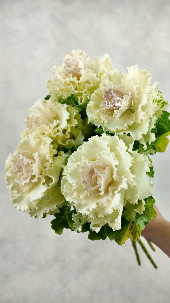 Brassica Crane Ruffle Bicolor