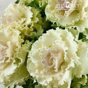 Brassica Crane Ruffle Bicolor