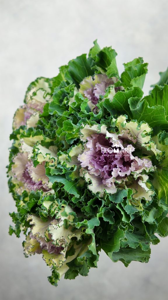 Brassica Crane Ruffle Rose