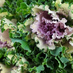 Brassica Crane Ruffle Rose