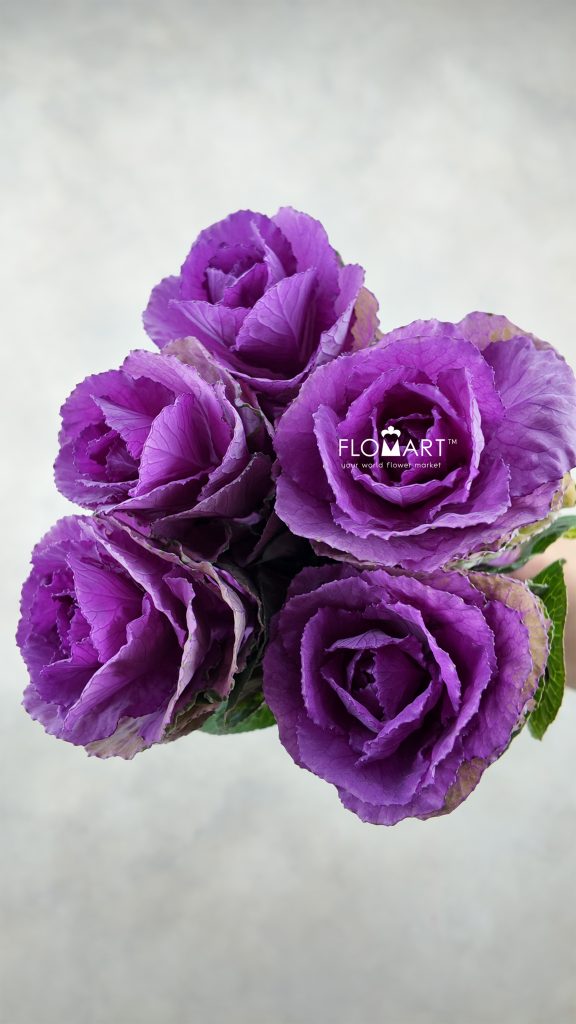 Brassica Olga