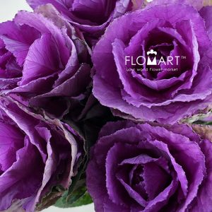 Brassica Olga