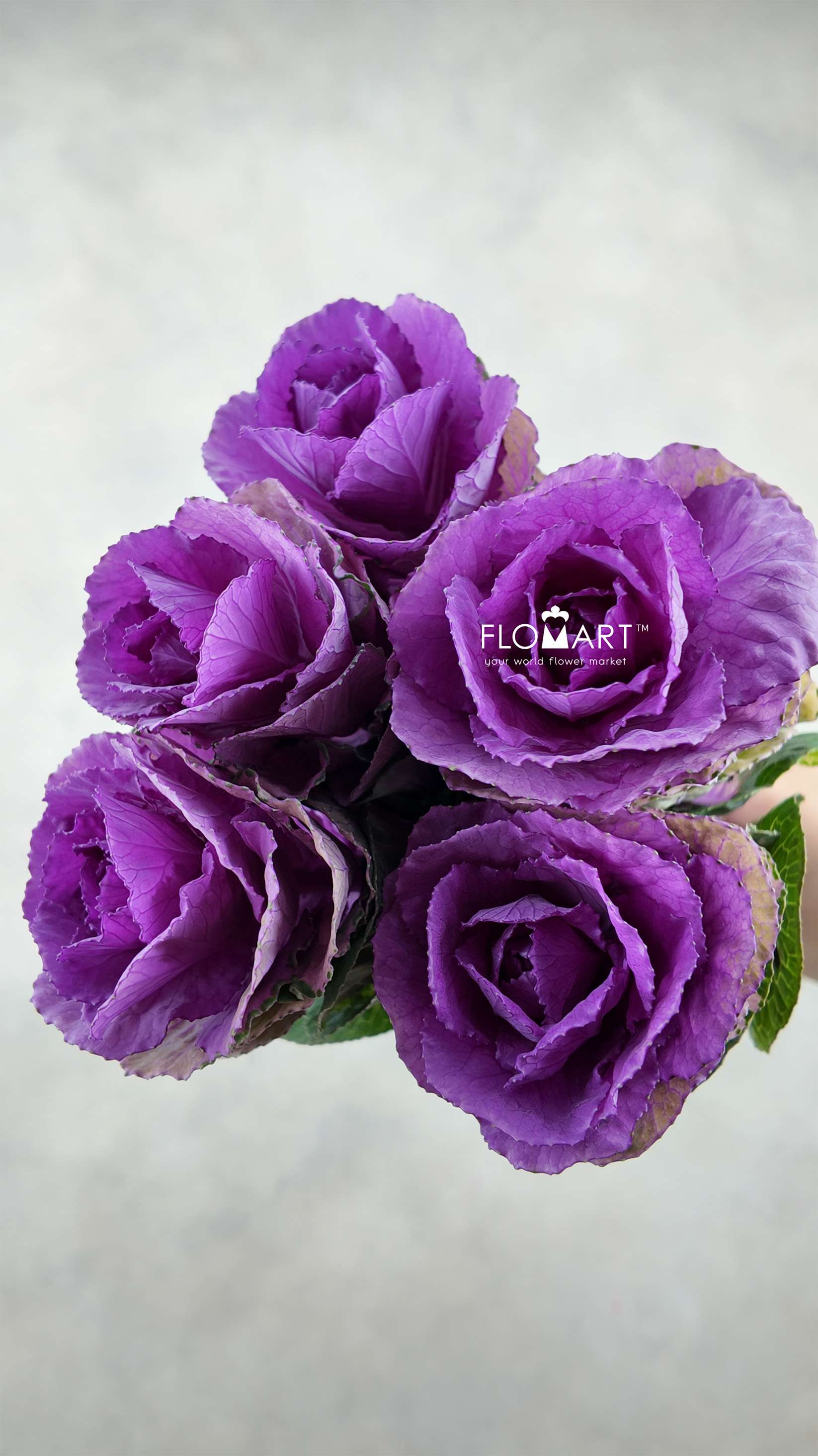 Brassica Olga - Image 1