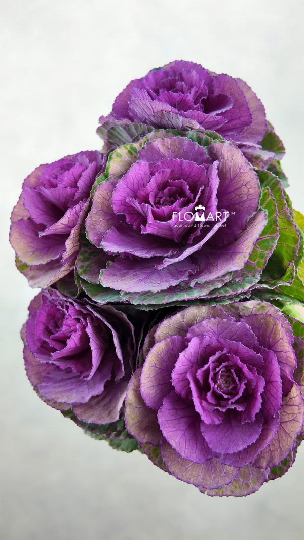 Brassica Red Crane Zoom
