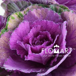 Brassica Red Crane Zoom