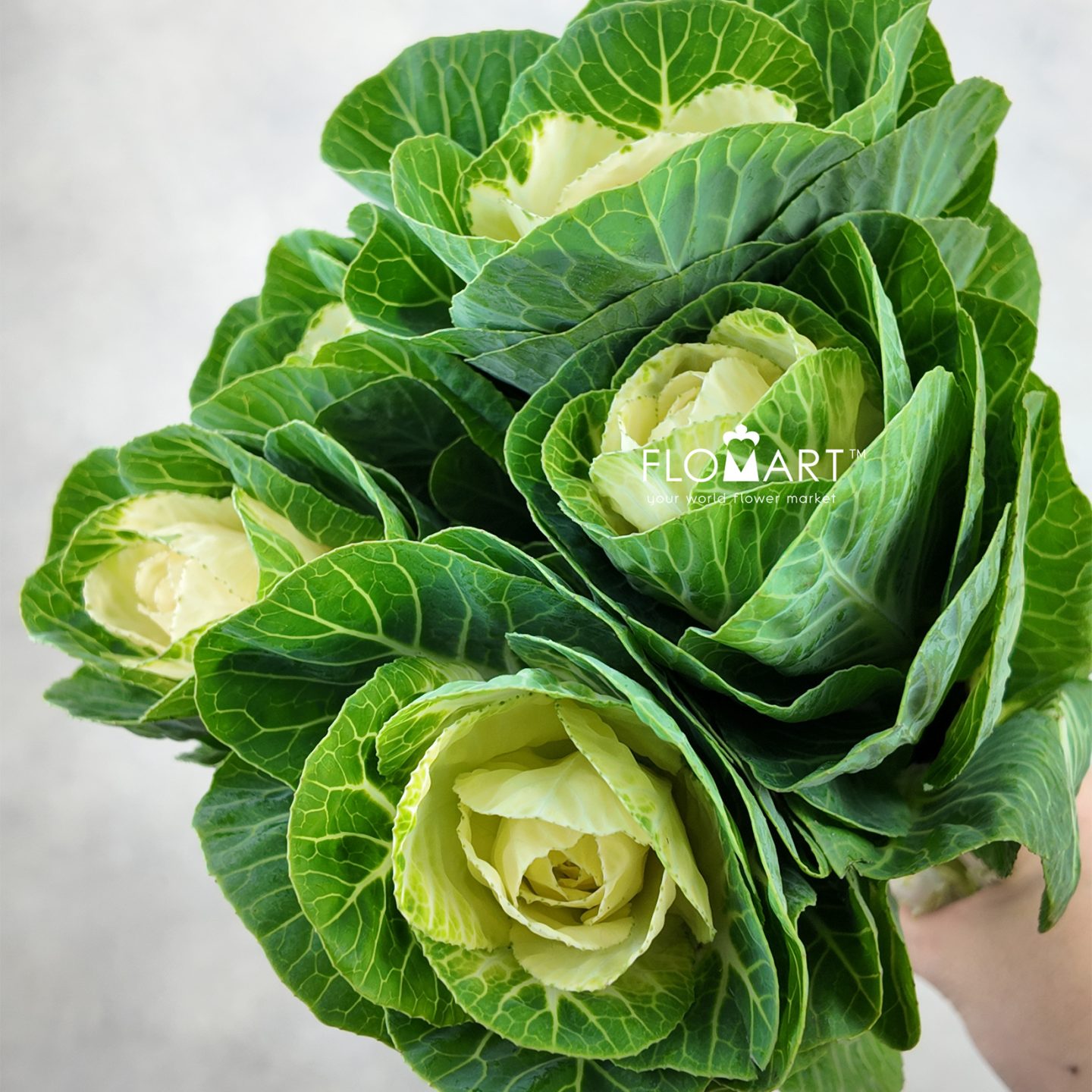Brassica White Crane