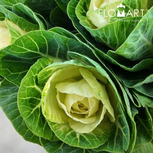 Brassica White Crane