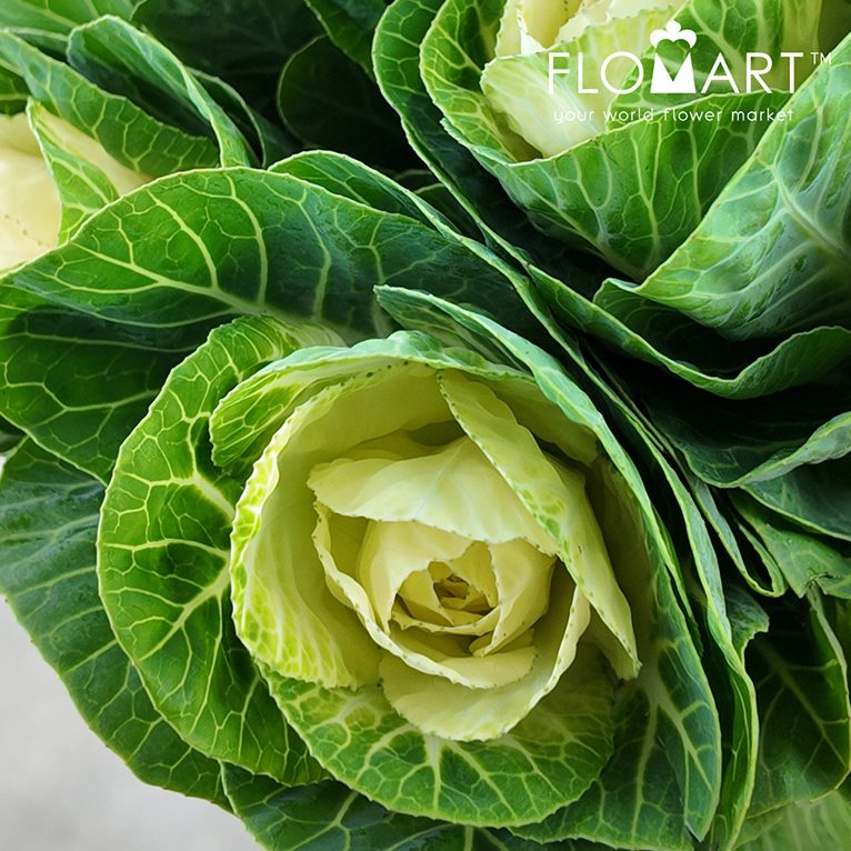 Brassica White Crane