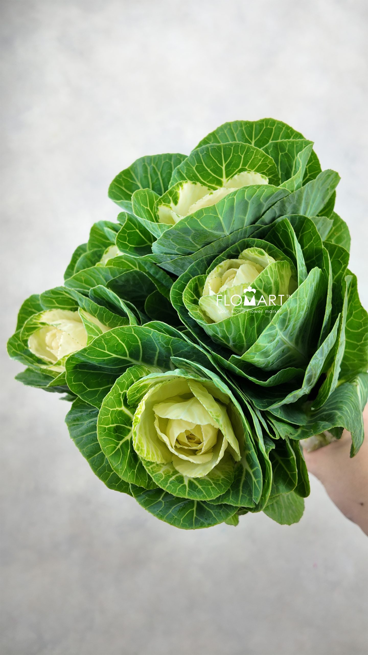 Brassica White Crane
