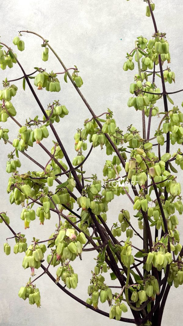 Bryophyllum Pinnatum Bryophyllum Pinnatum