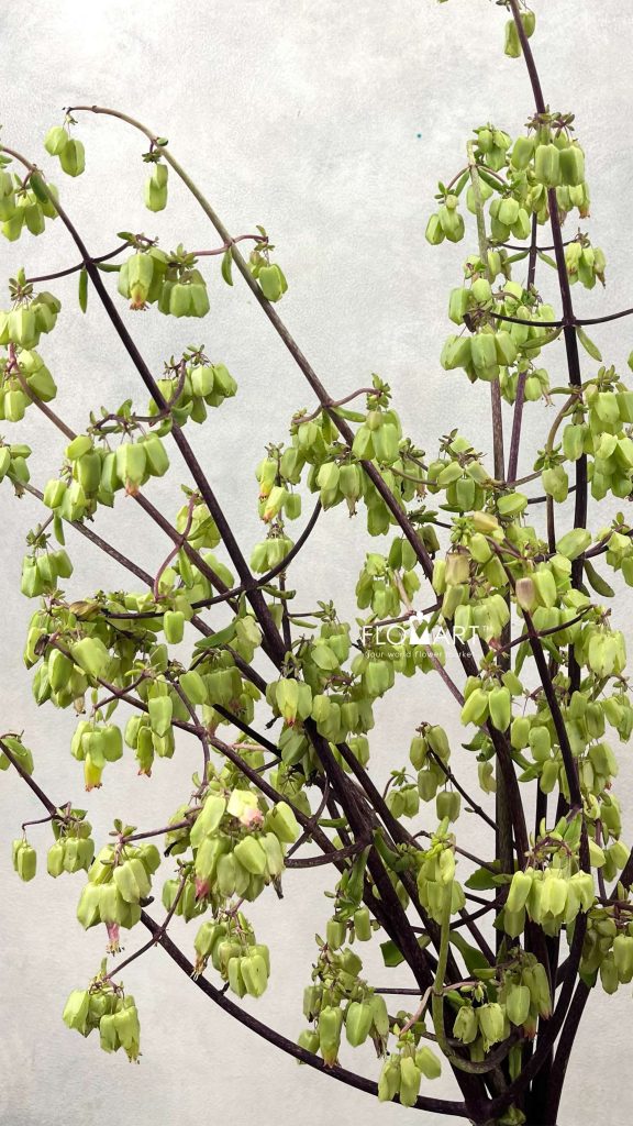 Bryophyllum Pinnatum