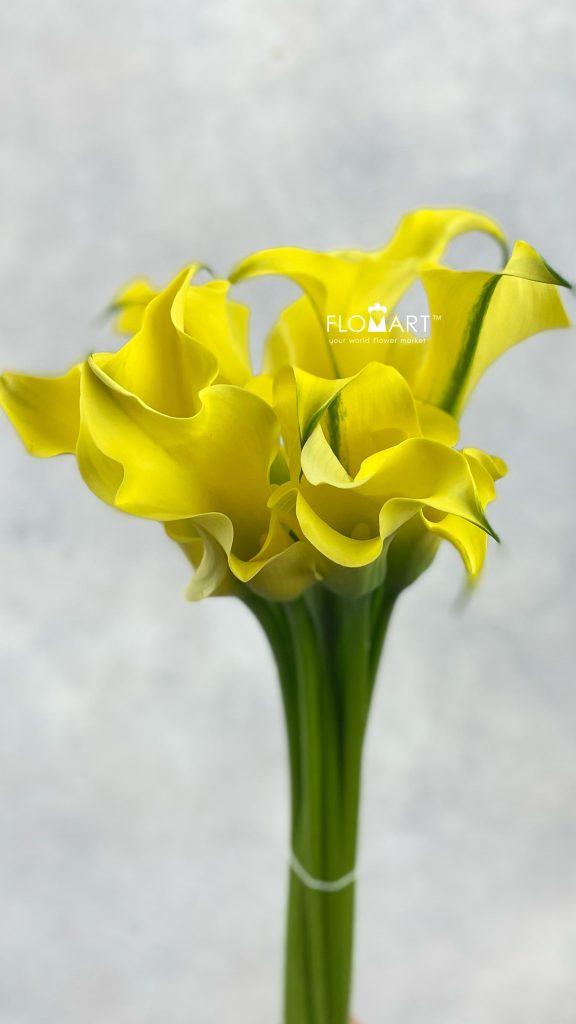 Calla Alice Springs