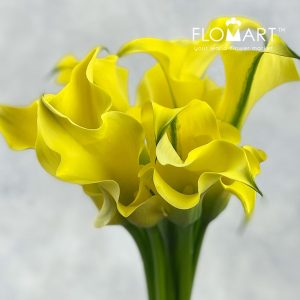 Calla Alice Springs