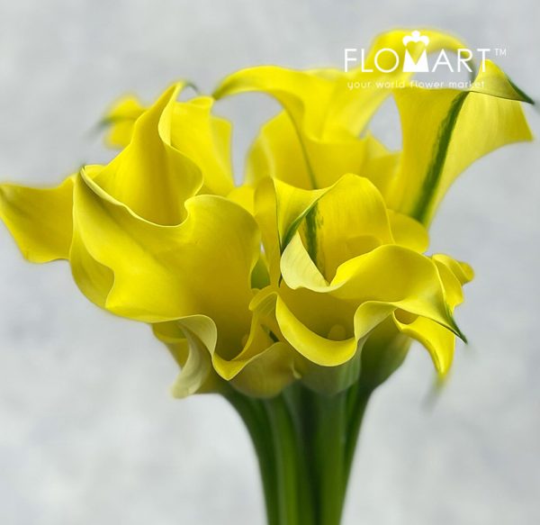 Calla Alice Springs