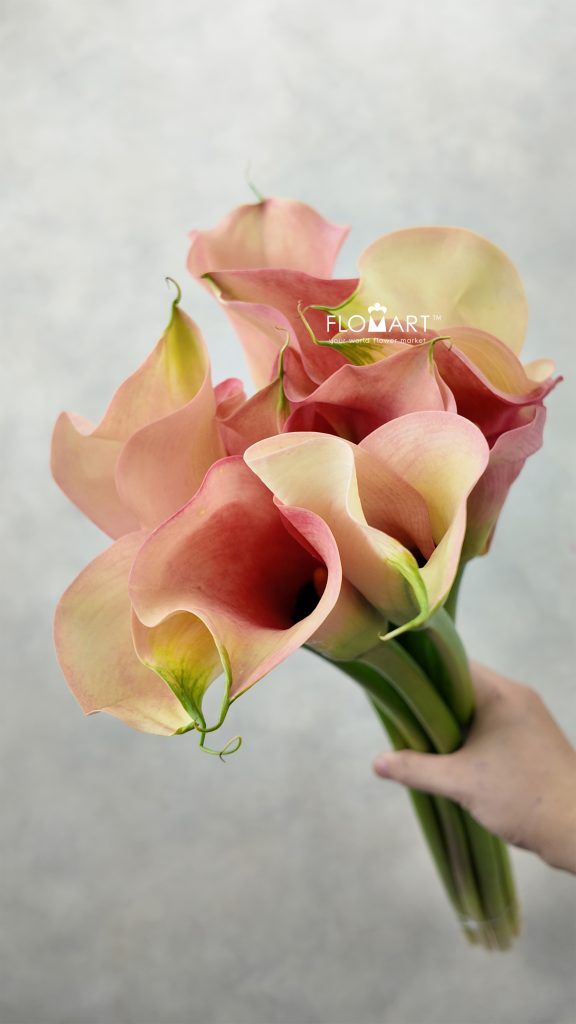 Calla Auckland