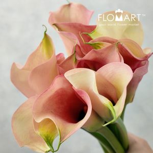 Calla Auckland
