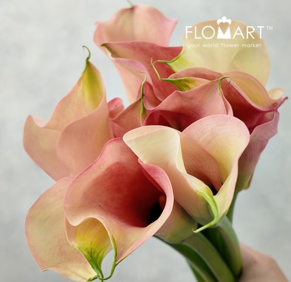 Calla Auckland